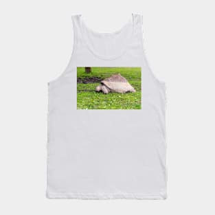 Giant tortoise eating grass Tank Top